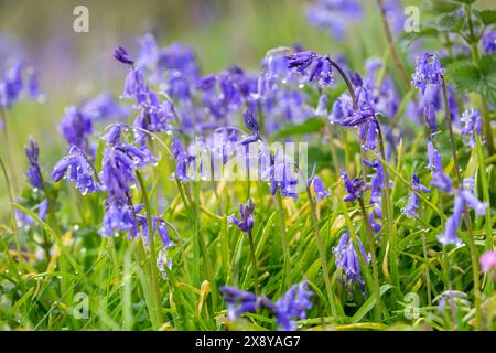 Einheimische Bluebells in Dalgety Bay, Fife, Schottland. Stockfoto