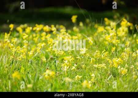 Primula veris, die in der Nähe von Shell Bay Fife Schottland wächst Stockfoto