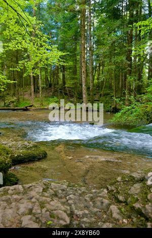 Frankreich, Jura, Doucier, die geheime Naturstätte, die Herisson-Wasserfälle am Hérisson-Bach Stockfoto