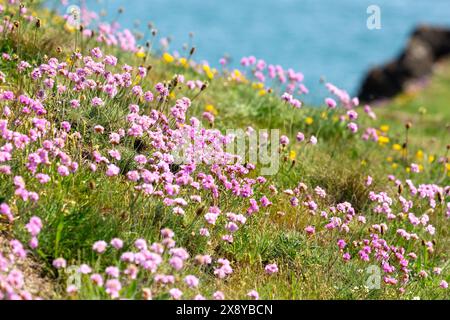 Armeria maritima Sea Sectift wächst entlang der Küste in der Nähe von Elie, Fife. Stockfoto