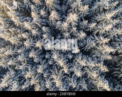 Frankreich, Puy de Dome (63), schneebedeckter Nadelwald (Luftaufnahme) Stockfoto