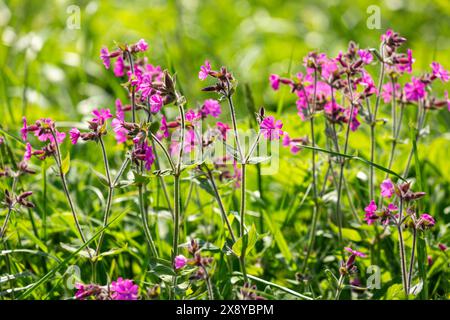 Silene dioica, bekannt als Red campion und Red catchfly, ist eine krautige Blütenpflanze in der Familie Caryophyllaceae Stockfoto
