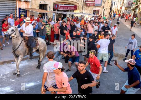 Frankreich, Gard, Aigues-Vives, das lokale Festival, das Ababrivado besteht darin, dass die Cowboys die wilden Stiere begleiten und die Einheimischen versuchen, es mit allen Mitteln zu machen Stockfoto