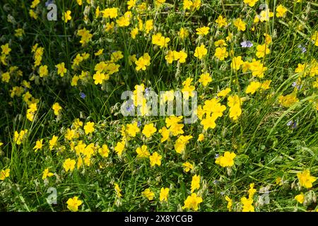 Helianthemum nummularium, bekannt als gewöhnliche Felsenrose, die in Elie, Fife, wächst Stockfoto