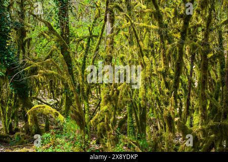 Frankreich, Lot, Umgebung von Saint Gery-Vers, Wald auf dem Rocamadour-Weg (GR 46), Variante des Weges Le Puy (oder Via Podiensis) in Richtung Santiago d Stockfoto