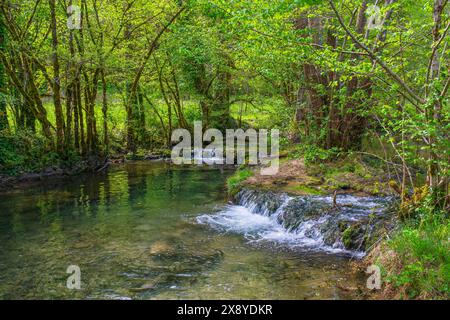 Frankreich, Lot, Umgebung von Saint Gery-Vers, Wald auf dem Rocamadour-Weg (GR 46), Variante des Weges Le Puy (oder Via Podiensis) in Richtung Santiago d Stockfoto