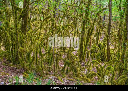 Frankreich, Lot, Umgebung von Saint Gery-Vers, Wald auf dem Rocamadour-Weg (GR 46), Variante des Weges Le Puy (oder Via Podiensis) in Richtung Santiago d Stockfoto