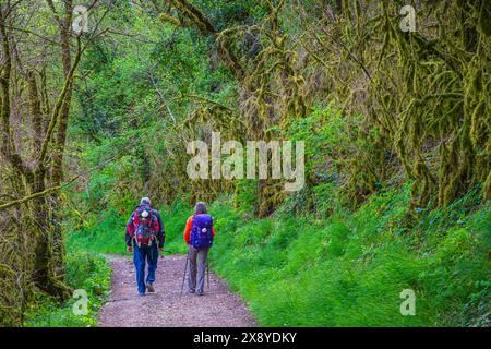 Frankreich, Lot, Umgebung von Saint Gery-Vers, Wanderung auf dem Rocamadour-Weg (GR 46), Variante des Weges Le Puy (oder Via Podiensis) in Richtung Santiago de Stockfoto