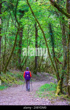 Frankreich, Lot, Umgebung von Saint Gery-Vers, Wanderung auf dem Rocamadour-Weg (GR 46), Variante des Weges Le Puy (oder Via Podiensis) in Richtung Santiago de Stockfoto