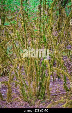 Frankreich, Lot, Umgebung von Saint Gery-Vers, Wald auf dem Rocamadour-Weg (GR 46), Variante des Weges Le Puy (oder Via Podiensis) in Richtung Santiago d Stockfoto