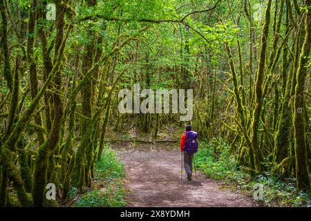 Frankreich, Lot, Umgebung von Saint Gery-Vers, Wanderung auf dem Rocamadour-Weg (GR 46), Variante des Weges Le Puy (oder Via Podiensis) in Richtung Santiago de Stockfoto