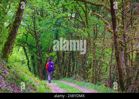 Frankreich, Lot, Umgebung von Saint Gery-Vers, Wanderung auf dem Rocamadour-Weg (GR 46), Variante des Weges Le Puy (oder Via Podiensis) in Richtung Santiago de Stockfoto