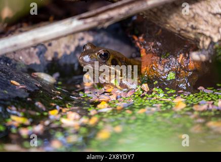 Ein gemeiner Frosch (Rana temporaria) in einem Gartenteich. Stockfoto
