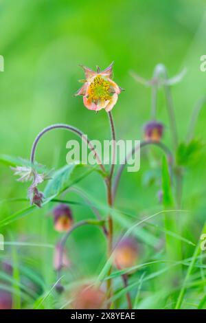 Geum rivale, das Wasser ist eine Wildblume Stockfoto