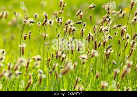 Plantago lanceolata ist ein übliches Unkraut, das unter den gebräuchlichen Namen Spitzbantain, Schmalbantain, englischer Kochbantain bekannt ist Stockfoto