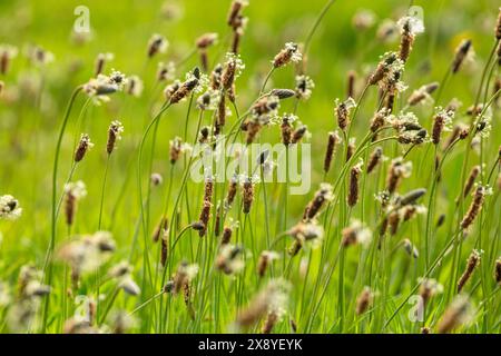 Plantago lanceolata ist ein übliches Unkraut, das unter den gebräuchlichen Namen Spitzbantain, Schmalbantain, englischer Kochbantain bekannt ist Stockfoto