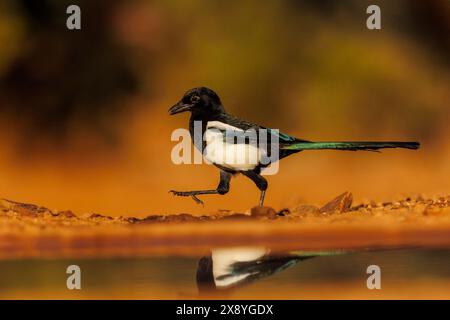 Spanien, Castilla, Penalajo, Europäische Elster (Pica pica), auf dem Boden, trinken aus einem Wasserloch Stockfoto