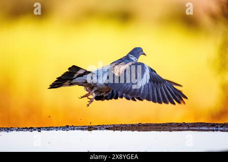 Spanien, Castilla, Penalajo, gemeine Holztaube oder gemeine Holztaube (Columba palumbus), im Flug Stockfoto