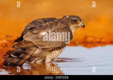 Spanien, Kastilien, Europäischer Sparschwein (Accipiter nisus), erwachsenes Weibchen am Boden, trinkt aus einem Wasserloch Stockfoto