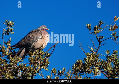 Spanien, Kastilien, Penalajo, Holztaube (Columba palumbus) oder Holztaube, die in einem Baum thront, ruht, pflegt Stockfoto