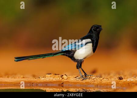 Spanien, Castilla, Penalajo, Europäische Elster (Pica pica), auf dem Boden, trinken aus einem Wasserloch Stockfoto