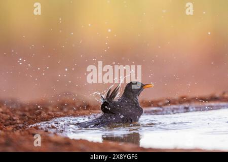 , Spanien, Provinz Castilla-La Mancha, Privatbesitz, Schwarzvogel ( Turdus merula), männliche Erwachsene, die in einem Wasserloch baden Stockfoto