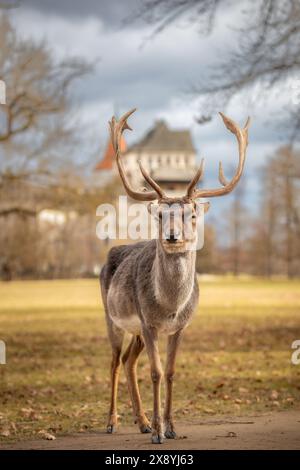 Vorderporträt des europäischen Damhirsches mit Castle Blatna und bewölktem Himmel. Flache Tiefe des Feldes von männlichem Buck mit Geweih in der Tschechischen Republik. Stockfoto