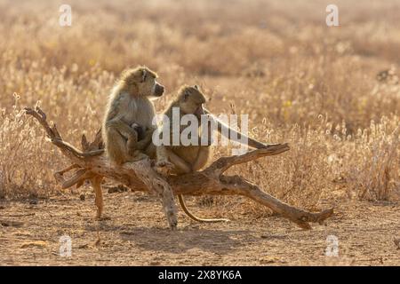 Kenia, Amboseli-Nationalpark, gelber Pavian (Papio hamadryas cynocephalus), Weibchen und Baby Stockfoto