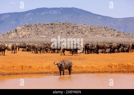 Kenia, Tsavo East National Park, afrikanische Büffel (Syncerus Caffer), Herde, die an einem Wasserpunkt zu trinken kommt Stockfoto