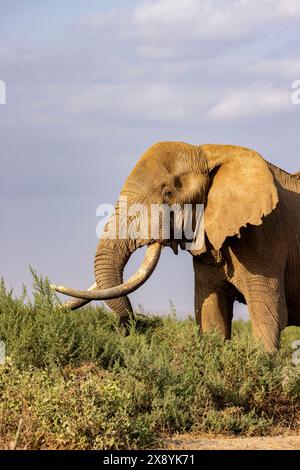 Kenia, Amboseli-Nationalpark, afrikanischer Elefant (Loxodonta africana), männlich Stockfoto
