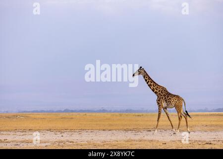 Kenia, Amboseli-Nationalpark, Girafe masai (Giraffa tippelskirchi) Stockfoto