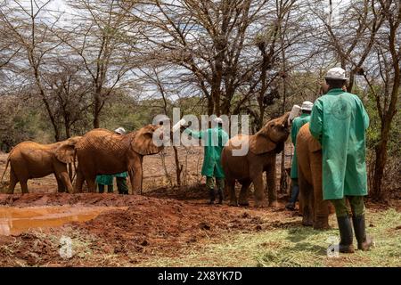 Kenia, Nairobi Nationalpark, Sheldrick Waisenhaus, Elefanten (Loxodonta africana), Junge, die von ihren Pflegern ernährt werden Stockfoto