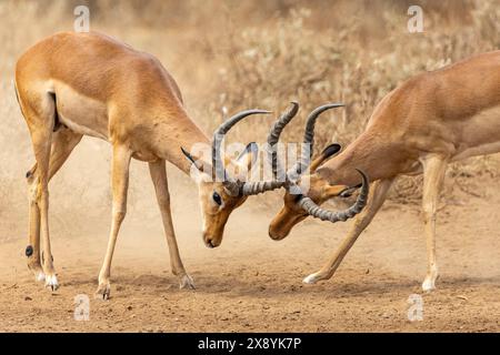 Kenia, Amboseli Nationalpark, Impala (Aepyceros melampus), Männerkämpfe Stockfoto