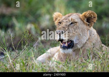 Kenia, Masai-Mara-Wildreservat, Löwe (Panthera leo), junger Mann, der in die Ebene schaut Stockfoto