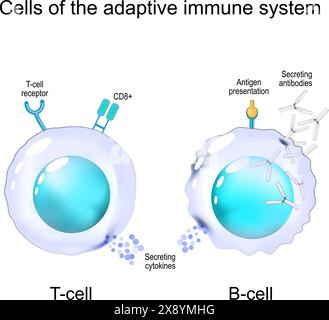 Zellen des adaptiven Immunsystems. Struktur und Anatomie der T-Zell- und B-Zell-Zellen. Immunologisches Gedächtnis. Lymphozyten der zellvermittelten Immunität. Vektor i Stock Vektor