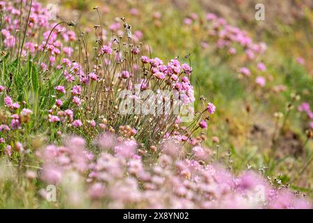 Armeria maritima (Sea Thrift) ist eine kompakte, immergrüne Staude Stockfoto