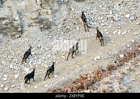 Frankreich, Doubs, Mathay, Steinbruch in Betrieb, Alpenchamois (Rupicapra rupicapra), Stockfoto