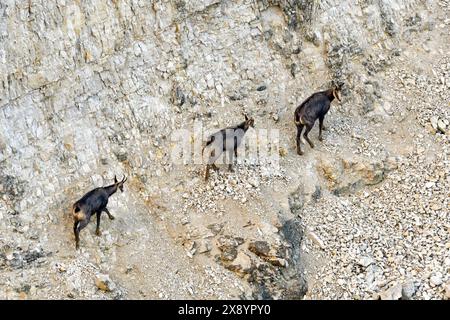 Frankreich, Doubs, Mathay, Steinbruch in Betrieb, Alpenchamois (Rupicapra rupicapra), Stockfoto