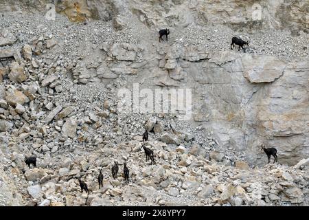 Frankreich, Doubs, Mathay, Steinbruch in Betrieb, Alpenchamois (Rupicapra rupicapra), Stockfoto