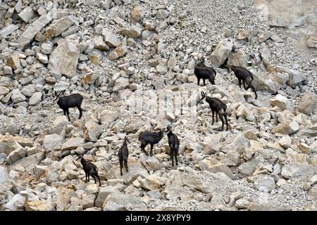 Frankreich, Doubs, Mathay, Steinbruch in Betrieb, Alpenchamois (Rupicapra rupicapra), Stockfoto