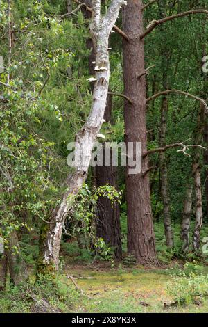 Waldporträt mit Birkenbaum mit Klammpilzen entlang Stamm im Vordergrund, verschiedene Bäume im Hintergrund durch Waldweg Spätherbst UK Stockfoto