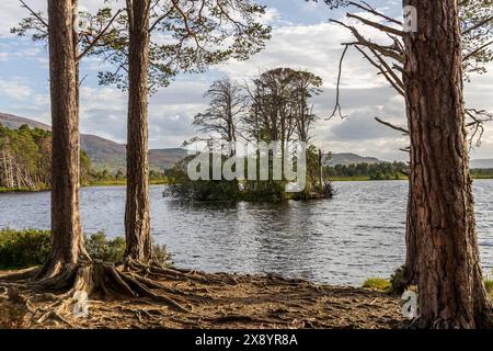 Schottland, Highlands, Cairngorms National Park, Nethy Bridge, Loch Mallachie im Abernethy National Nature Reserve, berühmt für seine Fischadler Stockfoto