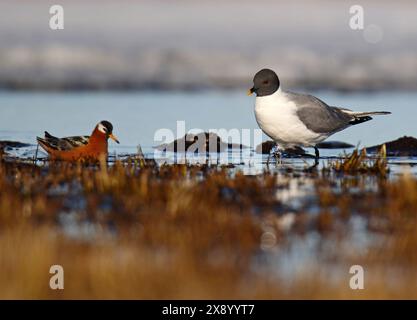 sabine's Möwe (Xema sabini), erwachsen am Ufer in Tundra, zusammen mit einer Red Phalarope, USA, Alaska Stockfoto