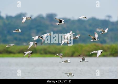 Weißgeflügelte Schwarzseeschwalbe (Chlidonias leucopterus), die im Herbst über einem See in Uganda flog Stockfoto