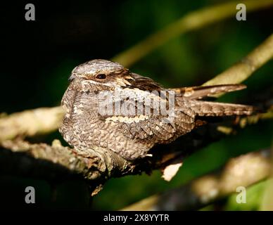 Europäische Nachtkanne (Caprimulgus europaeus), Rasting, Niederlande, Südholland Stockfoto