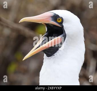 Nazca Booby (Sula dactylatra granti, Sula granti), Porträt, Gähnen, Ecuador, Galapagosinseln Stockfoto