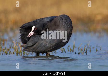 Schwarzer Hahn, Eurasischer Hahn, gemeiner Hahn (Fulica atra), steht im flachen Wasser, Seitenansicht, Italien, Toskana, Stagno di Padule; Piana fiorentina, Stockfoto