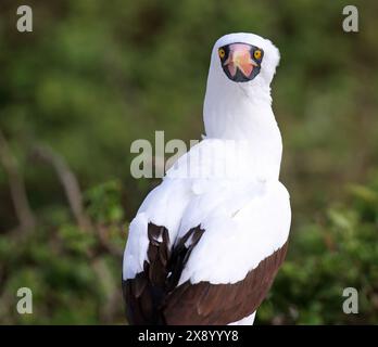 Nazca Booby (Sula dactylatra granti, Sula granti), dreht um Blicke in die Kamera, Ecuador, Galapagos Inseln Stockfoto