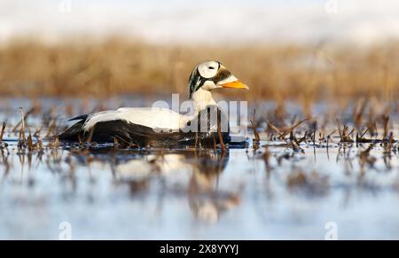 Brilleneider (Somateria fischeri), Erwachsene Männer schwimmen im Tundra Lake, USA, Alaska Stockfoto