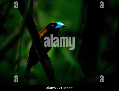 Helmvogel (Euryceros prevostii), männlich im dunklen Unterwuchs des tropischen Regenwaldes, Madagaskar Stockfoto